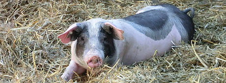 Bild: Schwein auf Einstreu - Gudrun Schröder/LEL