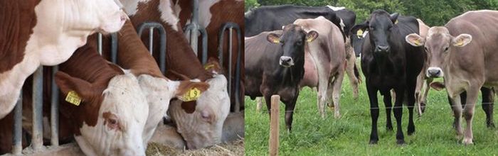 Bild links: Mastbullen am Fressgitter; Bild rechts: Kühe auf der Weide - Matthias Schuhbeck/LEL Bild links: Mastbullen am Fressgitter; Bild rechts: Kühe auf der Weide - Matthias Schuhbeck/LEL
