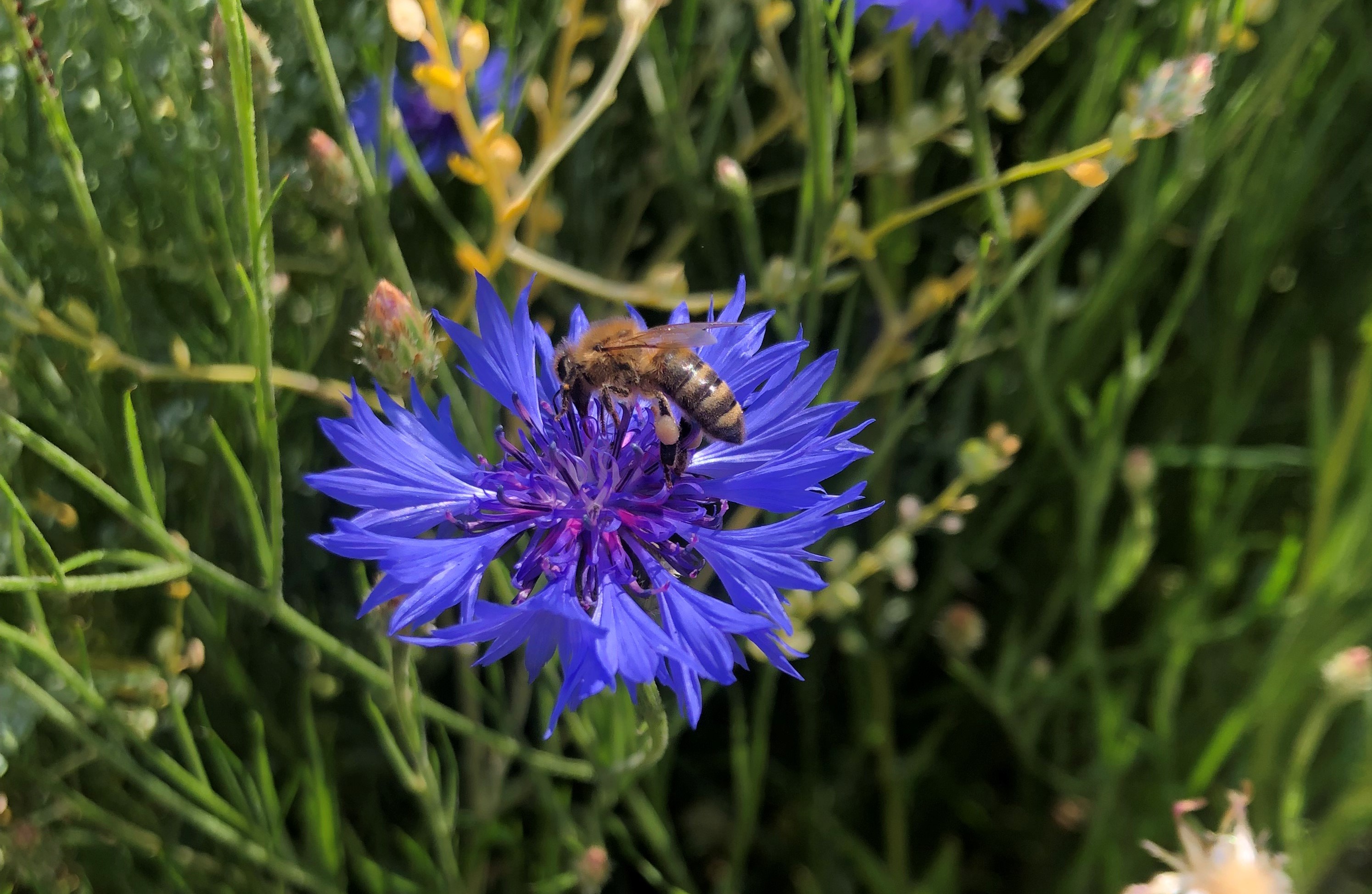 Biene auf Kornblume 