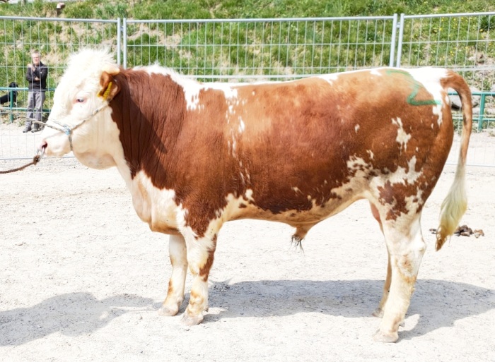 Konaroup von Manfred Kuttler aus dem Kleinen Wiesental in Raich-Hoheneck