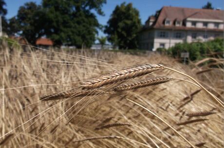 Einkorn Ähre von Nahem 