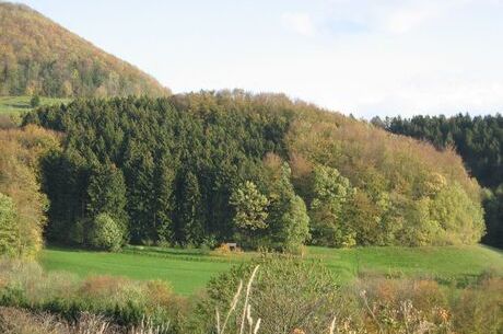 Grünland und Wald