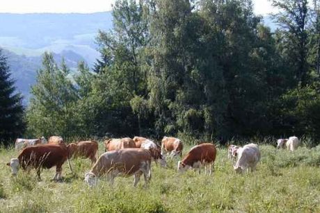 Hinterwälder Kühe bei Schönau 