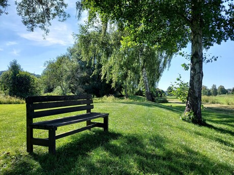 Bank unter Baum auf einer Wiese 