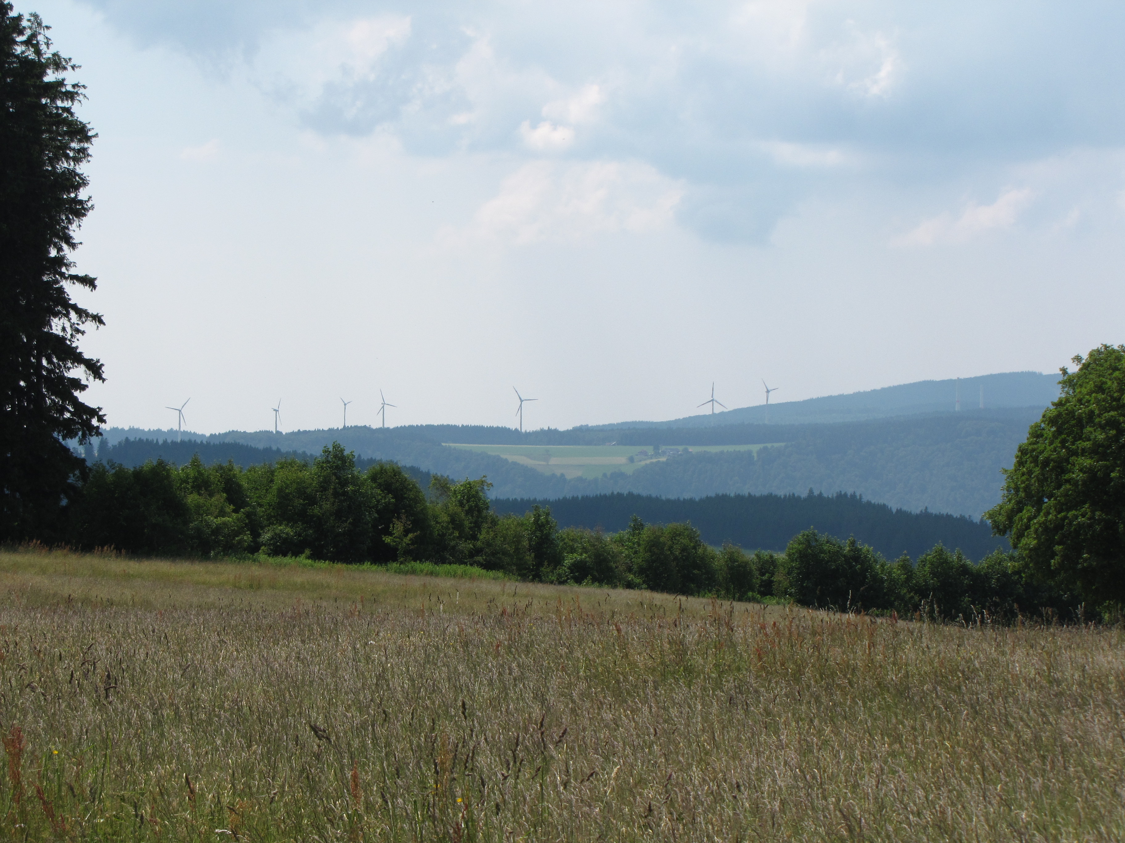 Wiese mit Ausblick auf Windräder in der Ferne 