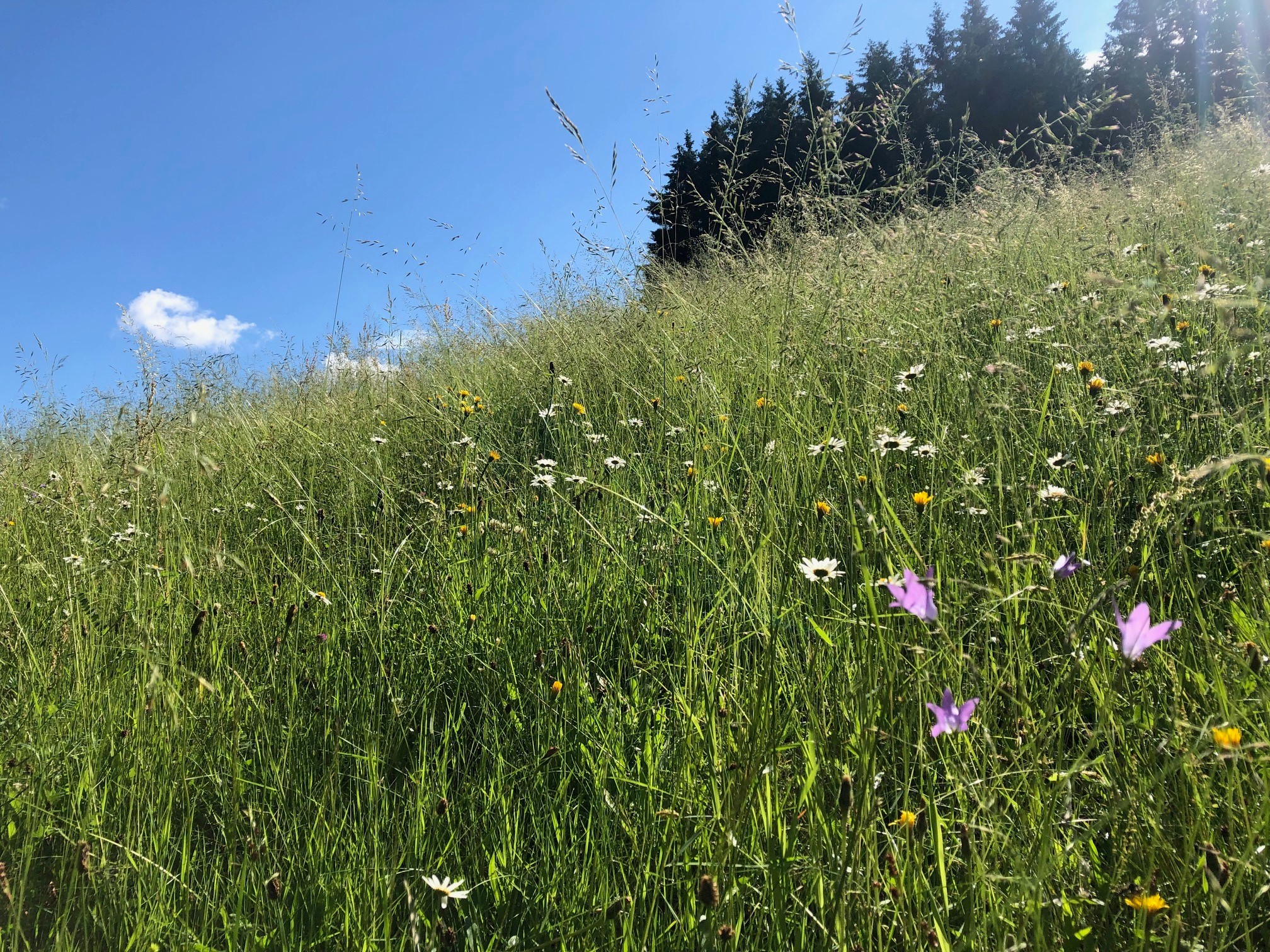 Wiese mit Himmel und Bäumen 