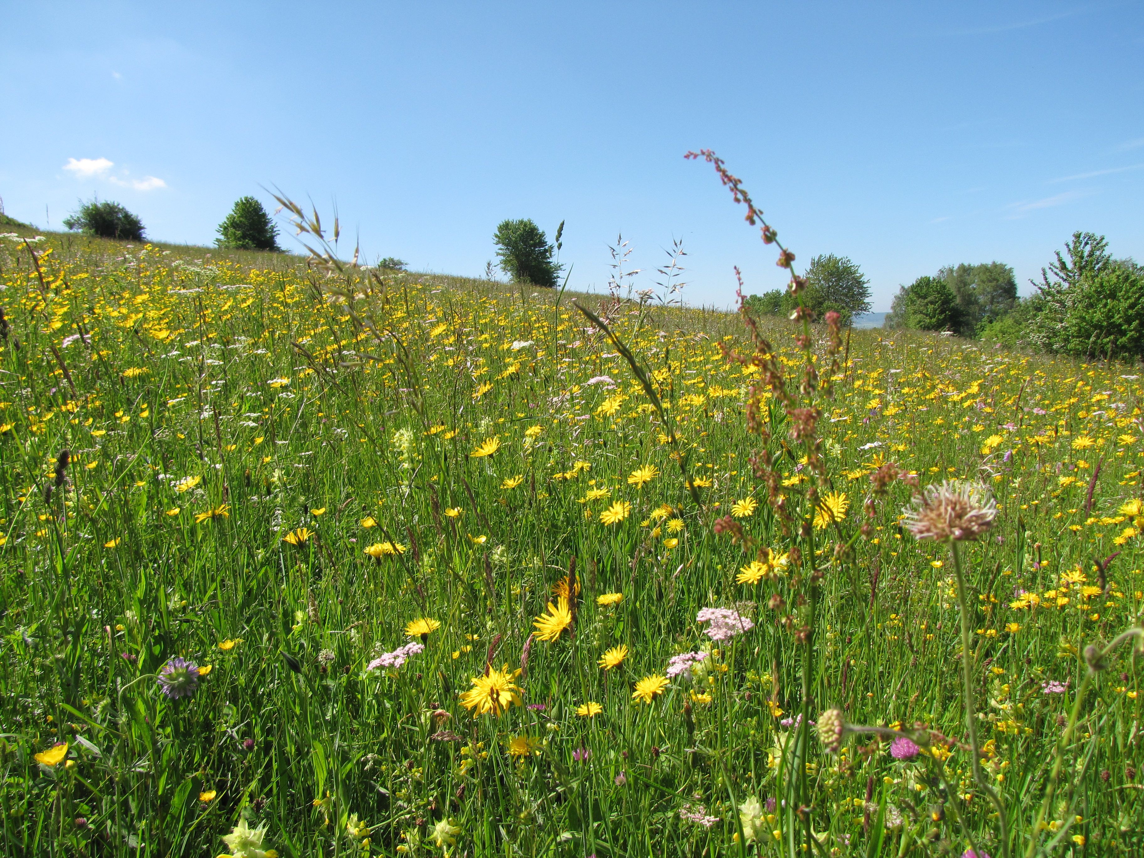 Wiese mit Nahaufnahme einzelner Gräser