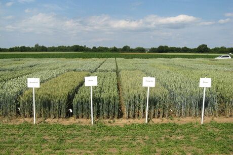 Feld mit Versuchsparzellen  