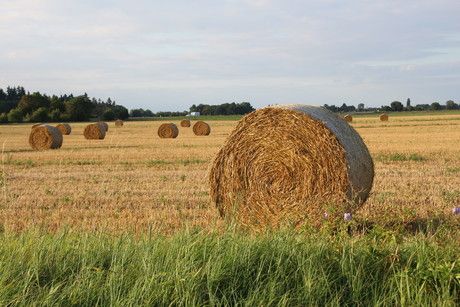 Strohballen auf einem Acker 