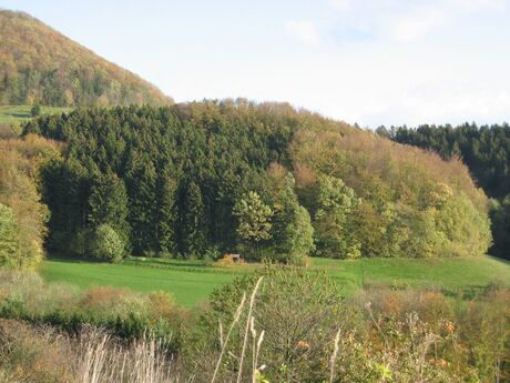 Grünland und Wald 